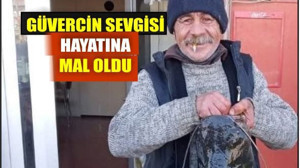 Güvercin Sevgisi Hayatına Mal Oldu