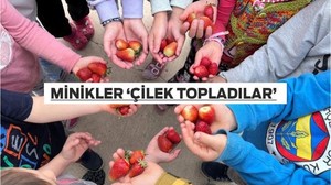 Minik Öğrenciler Tarlada Çilek Topladı