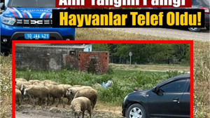Balıkesir'de Ahır Yangını: 35 Küçükbaş Hayvan Telef Oldu!