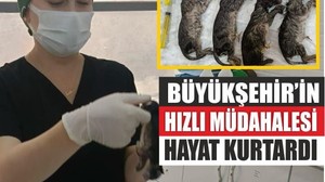 Büyükşehir, hamile kediyi kurtarmak için seferber oldu