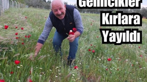 Burhaniye'de Kırlar Baharla Canlandı