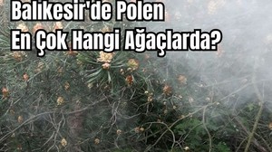 Balıkesir’de Polen En Çok Hangi Ağaçtan Geliyor?