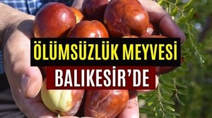 Şifa Avcılarının Rotası Balıkesir! Faydaları Şaşırtıyor