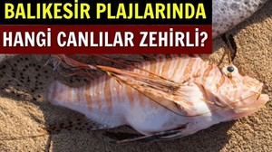 Balıkesir Kıyılarında Karşılaşılabilecek Zehirli Deniz Canlıları