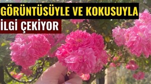 Balıkesir’de Her Köşe Çiçek! Baharın Renkleri Sokaklara Yansıdı