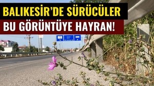 Balıkesir Otoyolu Kenarında Renkli Mucize!