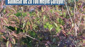 Balıkesir'de 20 Ton Meyve Çürüyor!