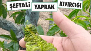 Yaprak Kıvırcıksa Dikkat! Hastalıklı Bitki mi?