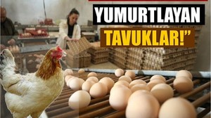 Balıkesirli Çiftçi Yumurta Üretiminde Yapay Zeka Kullanıyor!