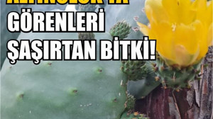 Altınoluk’ta Dev Kaktüsler Çiçek Açtı