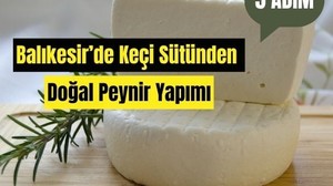 Balıkesir'de Keçi Sütünden Peynir Yapımı