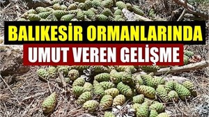 Balıkesir Ormanlarında Umut Veren Gelişme
