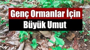 Balıkesir Ormanlarında Fidanlar Umut Verdi
