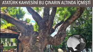 Edremit’te 450 Yıllık Doğal Miras: Atatürk Çınarı