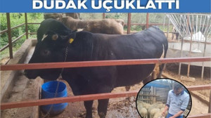Edremit'te Kurbanlık Satışları Hızlandı