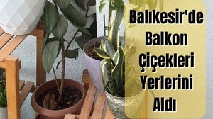 Yazın Renkleri Balıkesir Balkonlarında