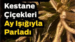 Balıkesir’de Gece Kestane Çiçekleri Ay Işığıyla Parladı