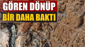 Duvar Zannettik, Canlı Çıktı! Balıkesir’de Geko Heyecanı