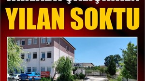 Savaştepe'de Tarlada Yılan Şoku! Hastanelik Oldu