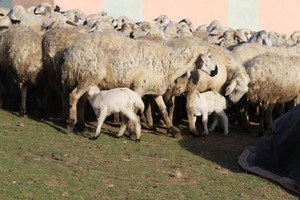 Süt kuzularının anneleriyle buluşma anı görüntülendi