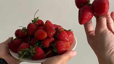 Pazarların Gözdesi: Balıkesir Pamukçu Çileği
