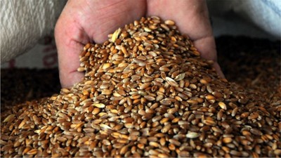 Balıkesir’de Buğday Fiyatları Güncellendi
