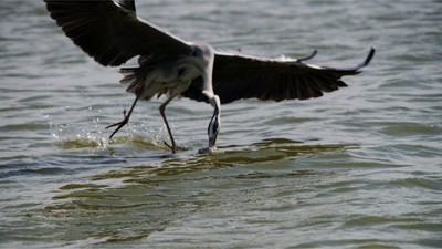 Balığı Havada Yakalayan Kuş Balıkesir’de Avlanıyor