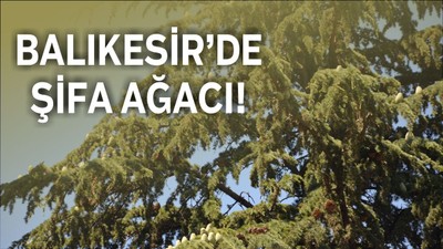 Altıeylül’deki Mezleği Ağacı Bilim Dünyasının Gündeminde