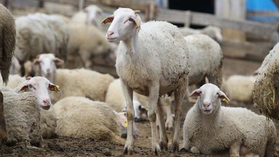Küçükbaş Yetiştiricisine Müjde! Kredi Limiti Kaç Oldu?