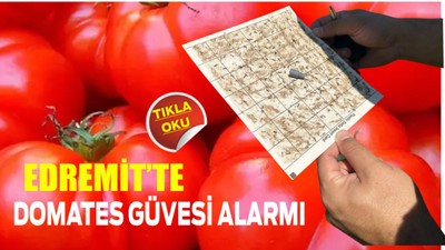 Edremit’te Domates Güvesi Alarmı