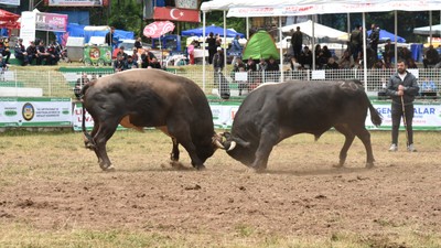 Artvin'de "44. Kafkasör Kültür, Turizm ve Sanat Festivali" boğa güreşleriyle sürdü