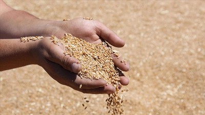 Bandırma Ticaret Borsası 12 Temmuz hububat fiyat bülteni