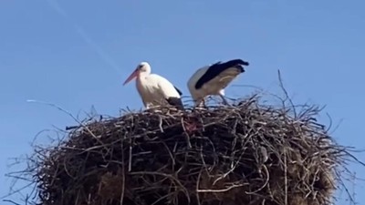 Yörüklerin İzinde, Leyleklerin Göçü: Bigadiç’te Yaşayan Bir Efsane