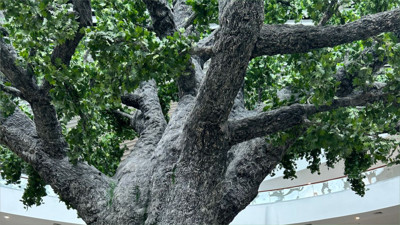 Türkiye'nin En Büyük Çınar Ağacı 15 Temmuz Demokrasi Müzesi'nde