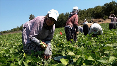 Büyükşehir’in dağıttığı tohumlar toprakla buluştu, verim çiftçinin yüzünü güldürdü