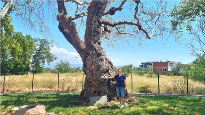 Güre'deki 570 Yıllık Doğu Çınarı Zamana Meydan Okuyor
