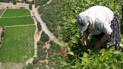 Büyükşehir’in dağıttığı tohumlar toprakla buluştu