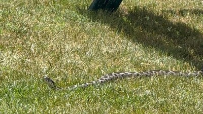 Balıkesir merkezde zehirli şeritli engerek yılanı görüldü