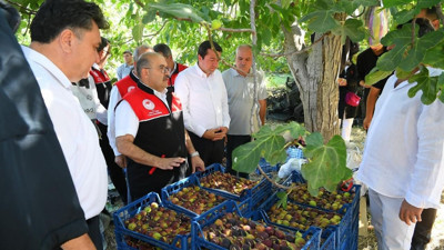 Havran İnciri Hasadı Başladı