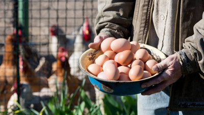 Neden Balıkesir Köy Yumurtası Tüm Yumurtalardan Farklıdır?