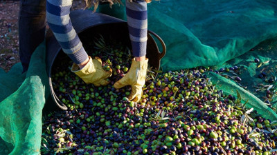 Zeytin Toplamaya Giden Gen Z: Hayatta Kalma Rehberi