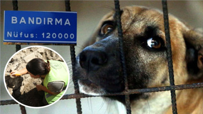Balıkesir'de Köpek Eti Tüketildiği İddiası Gerçekmiş!