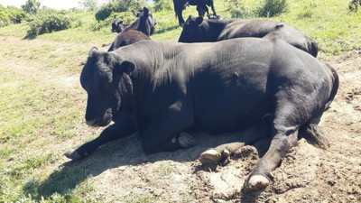 Balıkesir’de Angus Bereketi: Etçi Irkta Yükseliş Devam Ediyor