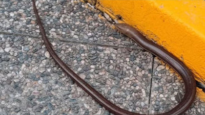 Balıkesir Merkez’de Görülen “Kör Yılan""