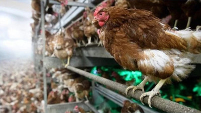 Balıkesir, Türkiye’nin Et Üretiminde Öncü İlleri Arasında