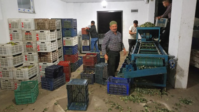 Edremit Körfezi’nde Zeytin Hasadı Başladı