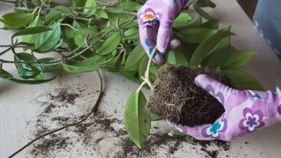 Kış Aylarında Bitki Bakımı: Balıkesir'e Özel 5 İpucu