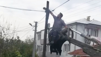 Köpeklerden kaçtı, direkte mahsur kaldı