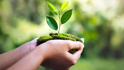 Balıkesirliler 11 Kasım'da Fidan Sahiplenecek mi? İşte Yapılması Gerekenler