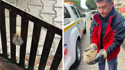 Burhaniye’de İtfaiyeden Kirpi Operasyonu: Mazgala Sıkışan Kirpi Kurtarıldı